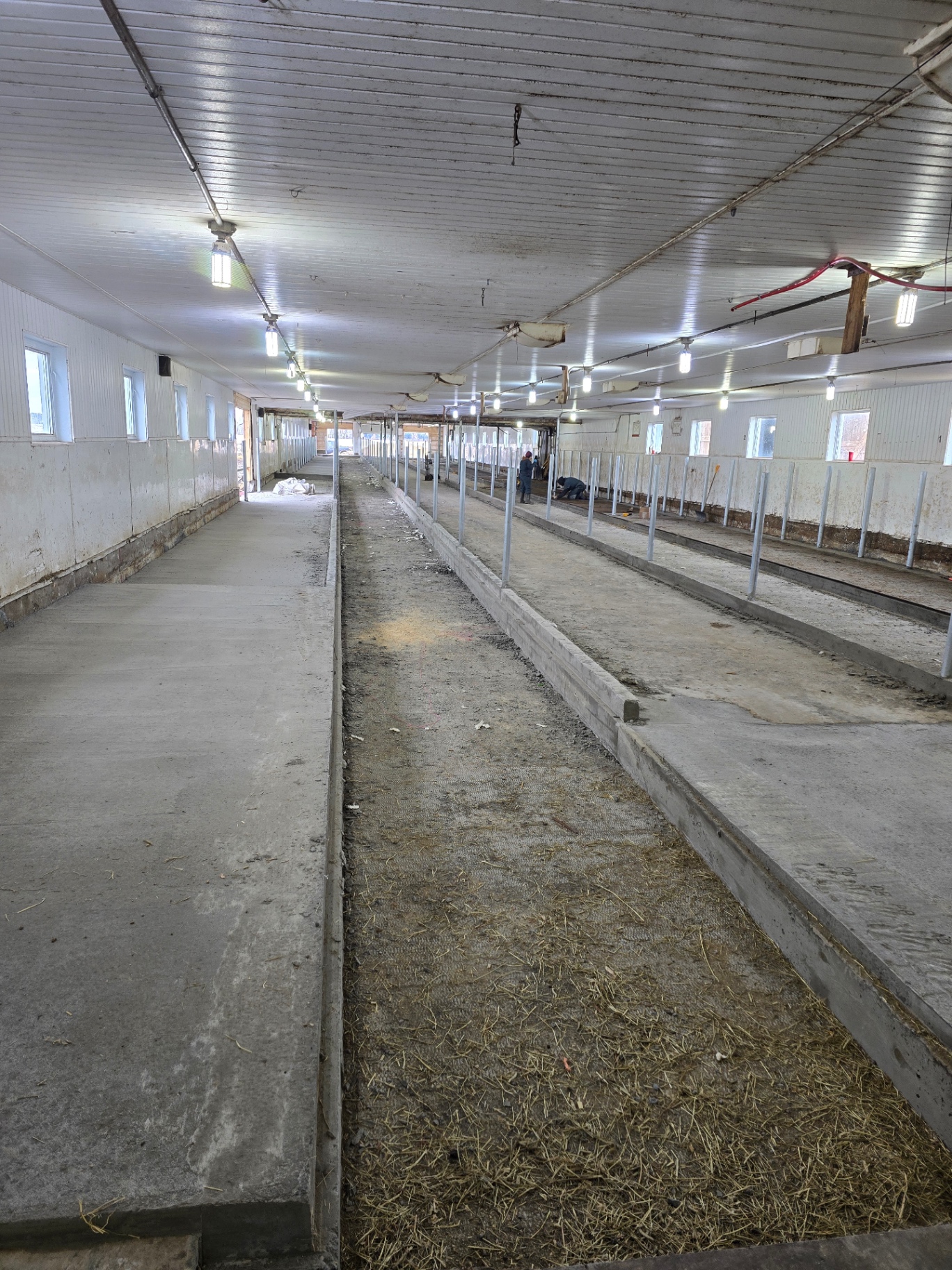 Dalles et trottoirs de béton dans étable laitière